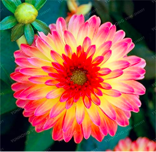Multi-Colored Dahlia Bulbs Perennial Dahlia - (Color: 16)