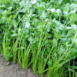 Evergreen Iron Stem Cilantro Seeds, High-Quality Variety, High Yield, Strong Aroma, Widely Adaptable