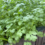Evergreen Iron Stem Cilantro Seeds, High-Quality Variety, High Yield, Strong Aroma, Widely Adaptable