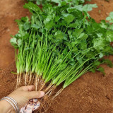 Farmer's Small-Leaf Cilantro Seeds, Cold/Heat/Drought Resistant, Dwarf Variety, Deep Green Serrated Leaves