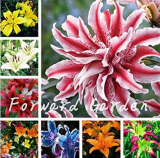 Perfume Lilies Pleasant Fragrance Flower Seeds (Color: 8)