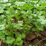 Authentic Shandong Coriander Seeds, Cold/Heat/Drought Resistant, Fast-Growing Herb, Strong Flavor & High Adaptability