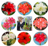 Amaryllis Amaryllis Flower Seeds Barbados Lily (Color: Mixed)