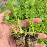 Authentic Shandong Coriander Seeds, Cold/Heat/Drought Resistant, Fast-Growing Herb, Strong Flavor & High Adaptability