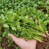 Authentic Shandong Coriander Seeds, Cold/Heat/Drought Resistant, Fast-Growing Herb, Strong Flavor & High Adaptability
