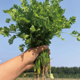 Heat-Tolerant Cilantro Seeds, Fast-Growing, Bolt-Resistant with Rich Aroma, High-Yield & Disease-Resistant Variety