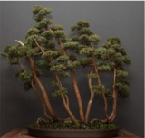 Juniper Seed Potted Office Seed purify The air (Color: 2)