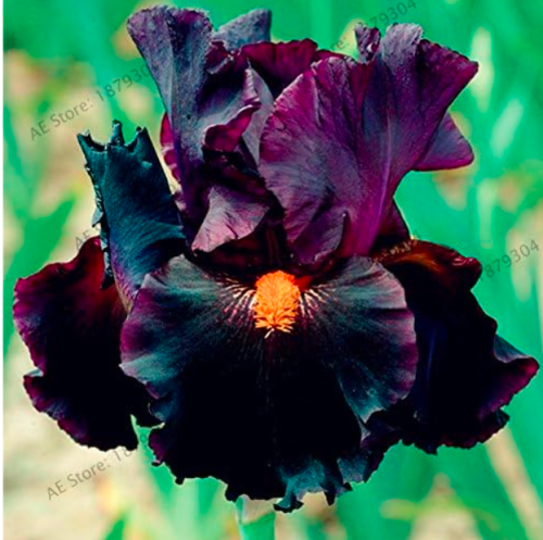 Iris Orchid Flower Seeds, Perennial Flower for Home Garden Planting - (Color: 10)