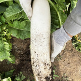 White Jade Radish Seeds, Summer-Autumn Variety, Heat-Tolerant, Early-Maturing, Disease Resistant, Crisp Flesh