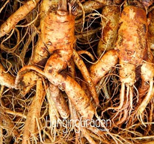 Chinese Ginseng Seeds, Panax ginseng Plant
