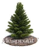 Thunbergii Seed Black Pine Seed Tree Potted Plant