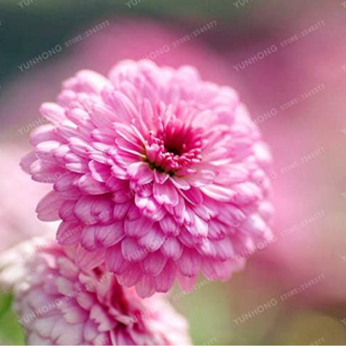 Multi-Colored Dahlia Bulb Perennial Dahlia Flower (Color: 15)