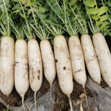 Hakudaikon Radish Seeds - F1 Hybrid, Bolt-Resistant, High-Yield, Crack-Resistant,Cold-Tolerant, Non-Hollow