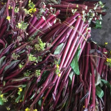 Xishuai Purple Stem Mustard Seeds, Red Stem Mustard Seeds, Premium Brassica Purpuraria, Medicinal Benefits, Nutrient-Rich
