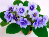African Violet Seeds Garden Flower Potted Plants (Color: 12)