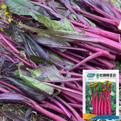 Xishuai Purple Stem Mustard Seeds, Red Stem Mustard Seeds, Premium Brassica Purpuraria, Medicinal Benefits, Nutrient-Rich