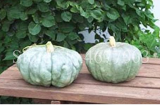 Sweet Pumpkin Seed Organic Heirloom Squash Winter Butternut (Color: 6)