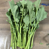 Lvyou No.10 Youcaitai Seeds, Hybrid Brassica Seeds, Serrated Leaves, Fast Growing, High Adaptability