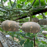 Link-3 for usa-balance Xiangmi Small Pumpkin Seeds