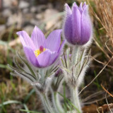 Pulsatilla chinensis Seeds, Perennial Herb, Blue-Purple Blooms, Drought Resistant, Grow for Ornamental & Pharmaceutical