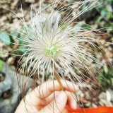 Pulsatilla chinensis Seeds, Perennial Herb, Blue-Purple Blooms, Drought Resistant, Grow for Ornamental & Pharmaceutical
