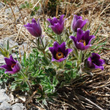 Pulsatilla chinensis Seeds, Perennial Herb, Blue-Purple Blooms, Drought Resistant, Grow for Ornamental & Pharmaceutical