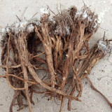 Pulsatilla chinensis Seeds, Perennial Herb, Blue-Purple Blooms, Drought Resistant, Grow for Ornamental & Pharmaceutical