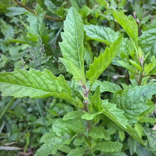 Chenopodium Ambrosioides Seeds, Aromatic Herb Plant, Drought-Tolerant, Medicinal & Ornamental Use