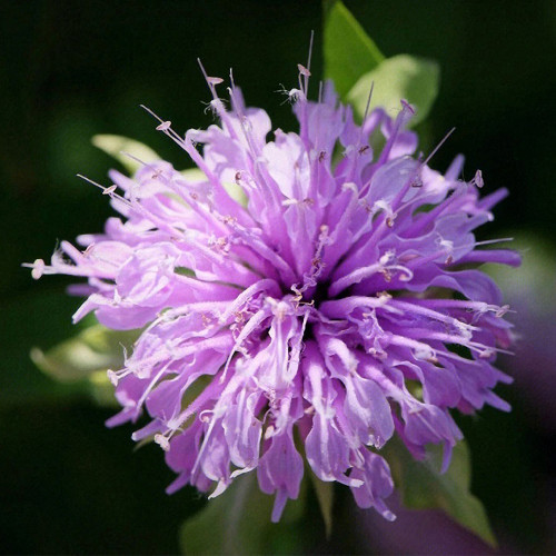 Monarda didyma Seeds, Shade-Tolerant Ornamental, Long Blooming Period & Aromatic Foliage, Dual-Purpose Plant
