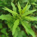 Chenopodium Ambrosioides Seeds, Aromatic Herb Plant, Drought-Tolerant, Medicinal & Ornamental Use