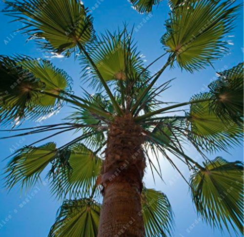 Chinese Palm Tree Seeds Perennial Evergreen Seed Fast Growing