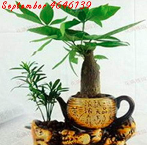 Pachira Macrocarpa Seed Hawaiian Make Money Tree Plant Pot