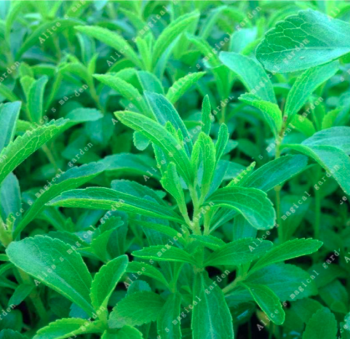 Stevia Flower Seed Plants for Home Garden Natural Green Flowers