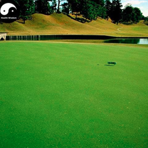 Evergreen Golf Lawn Grass Seeds Evergreen Garden Lawn Grass