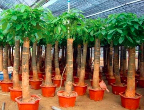 Money Tree Seed Pachira macrocarpa Purifying air Plant