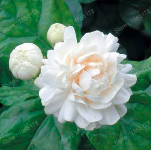Beautiful Chinese Jasmine Flower Seeds White Rare Flower (Color: 1)