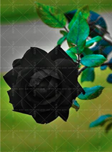 Black Rose Seeds Beautiful Rare Flower Perennial (Color: 23)