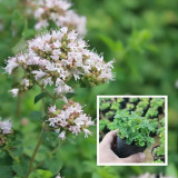 Sweet Marjoram Seeds, Origanum Majorana L. , Mediterranean Culinary Herb with Citrus-Pine Aroma