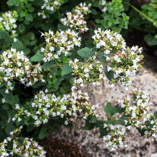 Sweet Marjoram Seeds, Origanum Majorana L. , Mediterranean Culinary Herb with Citrus-Pine Aroma