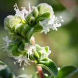 Sweet Marjoram Seeds, Origanum Majorana L. , Mediterranean Culinary Herb with Citrus-Pine Aroma