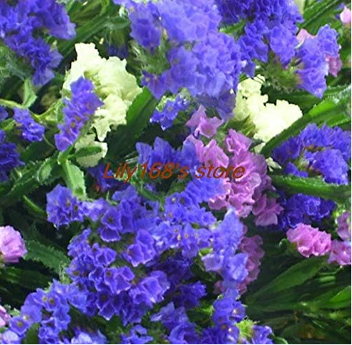 Forget-me-not Flower Seed Balcony Garden Ornamental Flower (Color: Mix)