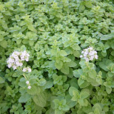 Sweet Marjoram Seeds, Origanum Majorana L. , Mediterranean Culinary Herb with Citrus-Pine Aroma