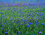 Rare Cornflower Seeds Centaurea Star Thistle Knapweeds Basketflower