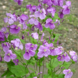 Chinese Violet Cress Seeds, Orychophragmus Violaceus, Purple Flowers, Ornamental & Medicinal Plant