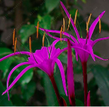 Spider Lily Fragrance Ornamental Plants Seed Leaves Color Always Green (Color: Violet)