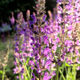 Purple Salvia Seeds, Ornamental & Medicinal Salvia for Gardens & Essential Oils