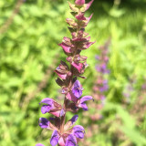 Purple Salvia Seeds, Ornamental & Medicinal Salvia for Gardens & Essential Oils