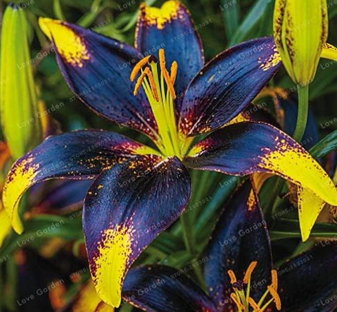 True Lily Bulbs Perfume Lily Bonsai Flower Bulbs Rare Balcony Bonsai Flower - (Color: 2)