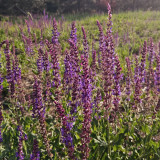 Purple Salvia Seeds, Ornamental & Medicinal Salvia for Gardens & Essential Oils