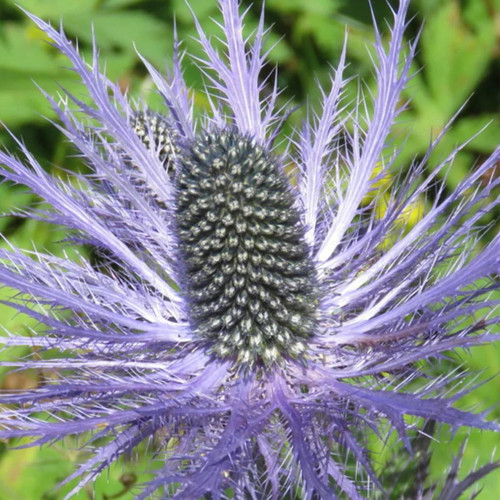 Alpine Eryngo Seeds, Blue-Gray Foliage, Unique Dome Flowers, Ornamental Flowers for Gardens